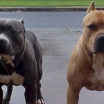Dos perros Pitbull matan a un hombre en La Banda de Arriba