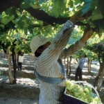 “Se llegó a un acuerdo con el sector vitivinícola por el precio de la gamela”