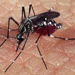Falleció una niña de 13 años por dengue hemorrágico