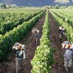 La cosecha de uva ya sobrepasó los 15 millones de Kg.