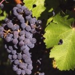 La cosecha de uva sobrepasó los 24 millones de kilos