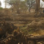 Un sinnúmero de árboles caídos como consecuencia del viento zonda