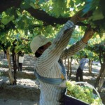 Se llevan cosechados más de 26 millones de kilos de uva