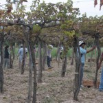 La cosecha de uva se acerca a los 35 millones de kilos