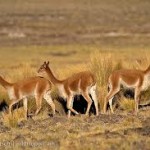Nuevo relevamiento de vicuñas