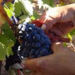 Se llevan cosechados cerca de 7,5 millones de kilos de uva