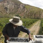 Se llevan cosechados más de 36 millones de kilos de uva