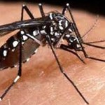 Confirman un caso de chikungunya en Tucumán