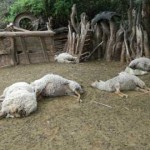 Extraña muerte de 24 ovejas en Chañar Punco
