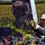 Más de 22 millones de kilos de uva cosechados