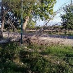 Preocupa el lamentable estado de muchos árboles de La Alameda