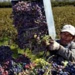 La cosecha de uva sobrepasó los 33 millones de kilos