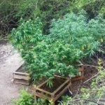 Secuestraron tres plantas de marihuana