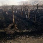 Un  voraz incendio quemó viñedos y campos