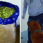 El perro “Coquena” detectó en la terminal una encomienda con 21 kilos de hojas de coca