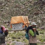 Rescataron un cóndor andino en Jasimaná