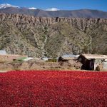 El secado de pimientos ofreció verdaderas postales del Valle Calchaquí