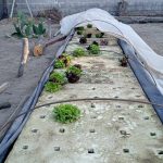 La hidroponía en Cafayate: La nueva forma de cultivo que está llegando a la ciudad