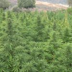 Autorizaron un proyecto de 240 hectáreas de cannabis para uso medicinal en Cafayate