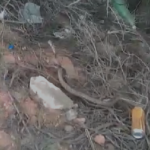 Bomberos Voluntarios rescataron una serpiente en pleno centro de Cafayate