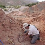 Hallaron restos de un dinosaurio carnívoro en Amblayo