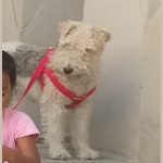 Familia de Córdoba busca a su perra extraviada este lunes