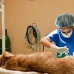 135 familias anotaron a sus mascotas para acceder a la castración de caninos y felinos