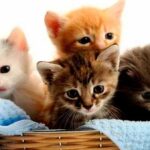 8 de agosto: Día Internacional del Gato