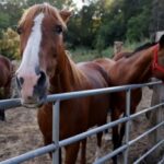 Alerta por la aparición de un peligroso virus en caballos que puede afectar humanos
