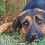 Cachi: Fue imputado por maltrato animal tras castrar a un perro sin anestesia
