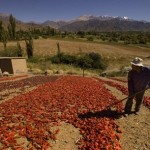 Preocupación de productores de pimentón por falta de acuerdo en el precio