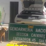 Un perro de Gendarmería descubrió en la Ruta 68 droga oculta en un auto