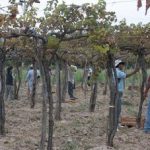 Más de 400 trabajadores vitivinícolas de Cafayate accederían a la jubilación anticipada con la nueva ley