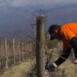 Podría faltar mano de obra en las bodegas por las jubilaciones anticipadas de vitivinícolas