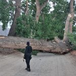 Cayó un árbol gigante en el camino a San Luis