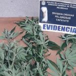 Dos detenidos y 18 plantas de marihuana incautadas en barrios de Cafayate